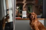 Dzīvnieku novērošanas kamera WRL CAMERA BITES 2 LITE/BL10US PETCUBE - Image 4